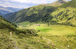 Inneralp Monstein Saess Kuh Alp GruenMarcelGiger s