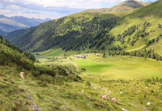 Inneralp Monstein Saess Kuh Alp GruenMarcelGiger s